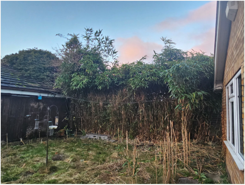 Jungle is Massive
